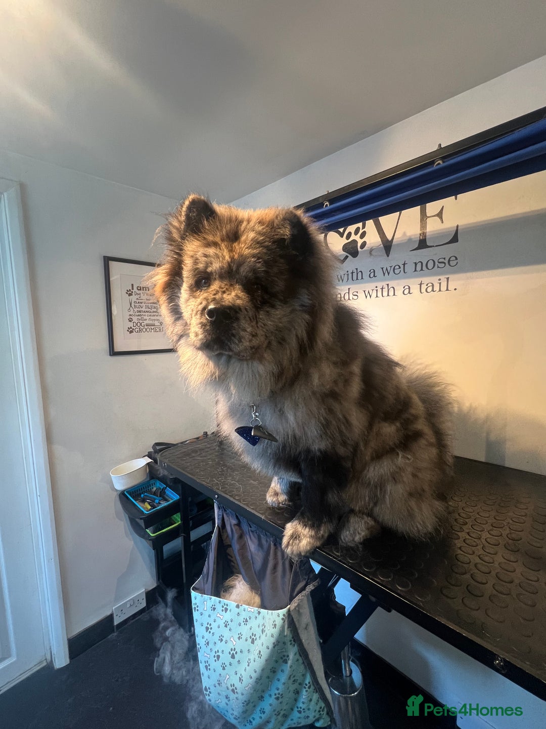 Chow Chow dogs for sale: Chow chow merle  - Image 2