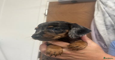 Dachshund dogs - Advert 3