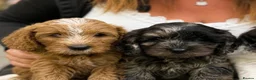 Mixed Breed dogs for sale: Cavapoo Puppies - Advert 1