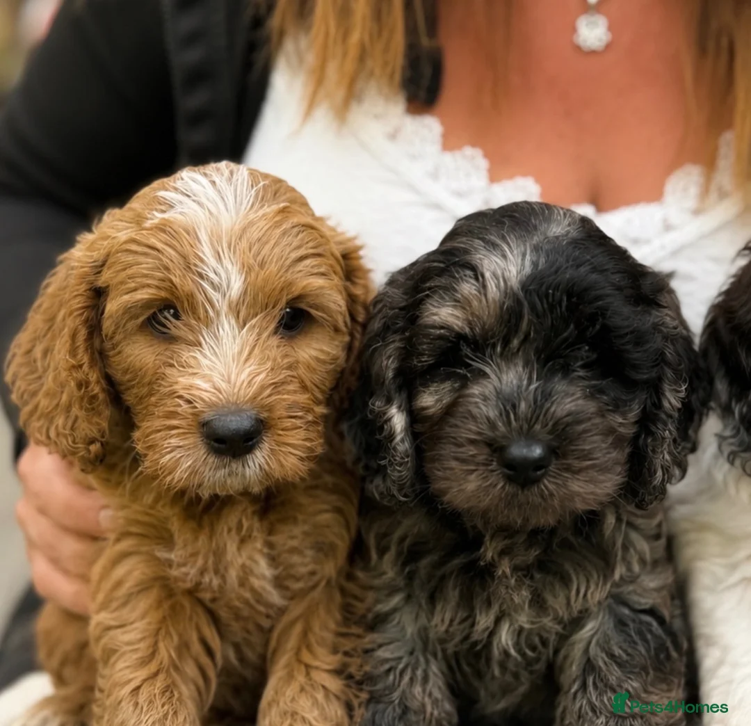 Mixed Breed dogs for sale: Cavapoo Puppies - Advert 1