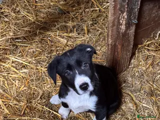 Border Collie dogs Mr D Metcalfe - Advert 6