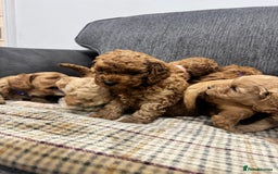 Cockapoo dogs for sale: BEAUTIFUL F1B COCKAPOO PUPS - Image 12