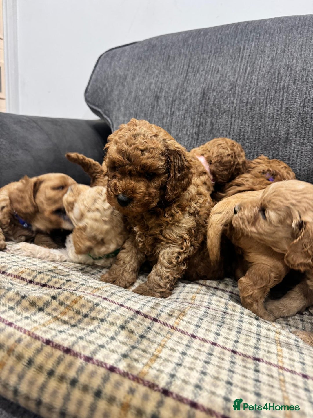 Cockapoo dogs for sale: BEAUTIFUL F1B COCKAPOO PUPS - Image 12