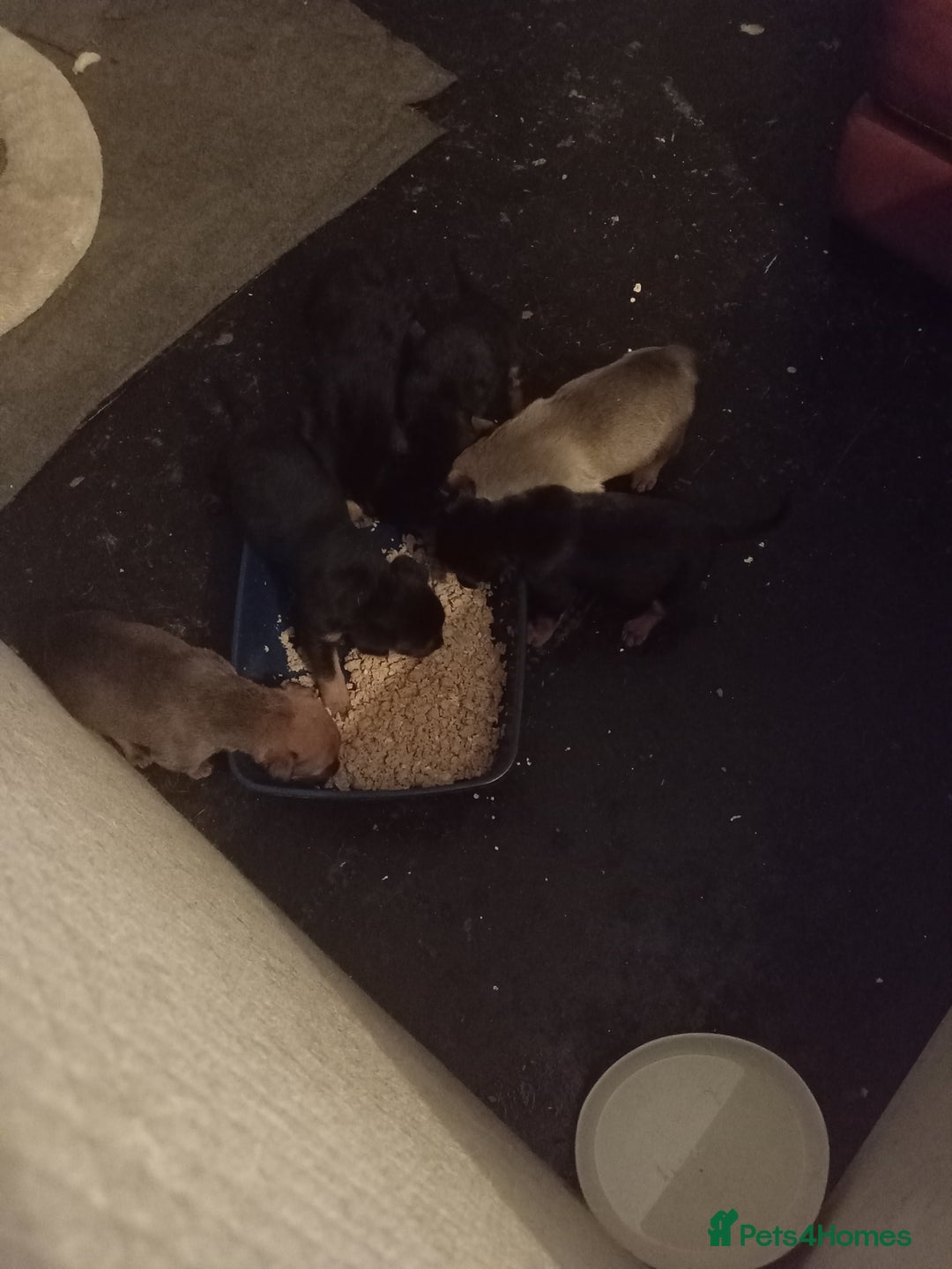 Mixed Breed dogs for sale: 2 brown 3 black Rottweiler German shepherd staffie - Advert 4