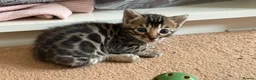 Bengal cats for sale: BENGAL 🔥 KITTENS TICA REGISTERED  - Advert 1