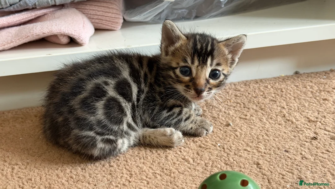 Bengal cats for sale: BENGAL 🔥 KITTENS TICA REGISTERED  - Advert 1