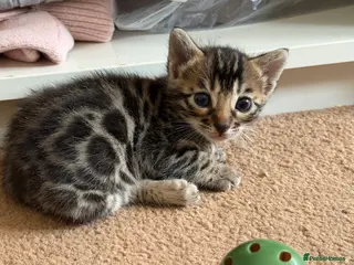 Bengal cats BENGAL 🔥 KITTENS TICA REGISTERED - Advert 1