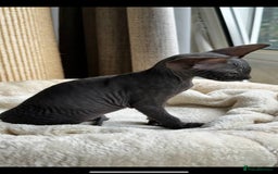 Sphynx cats for sale: Donskoy Sphynx Kittens - Image 5