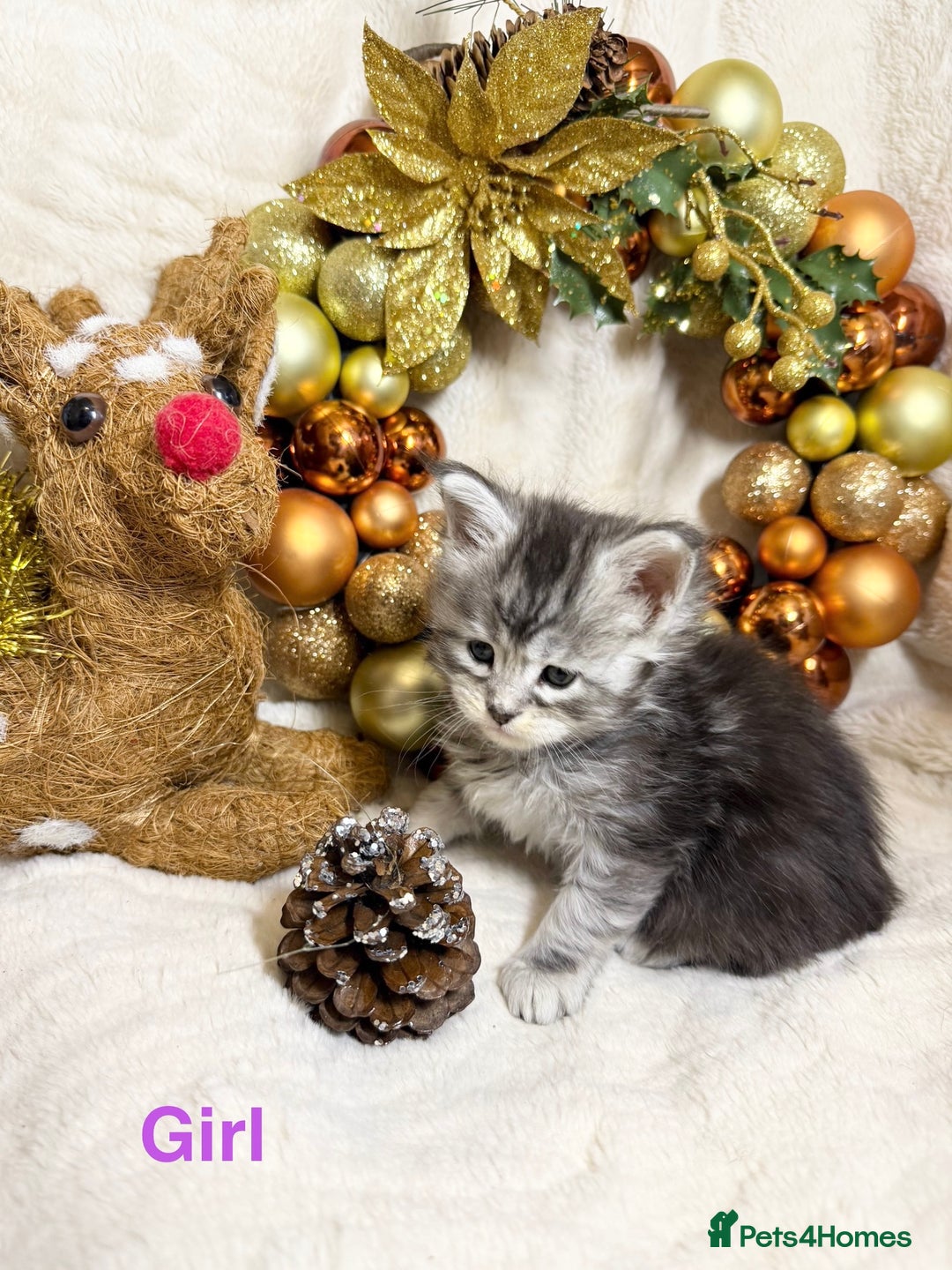 Maine Coon cats for sale: 🏅❤️Champ blood beautiful Mainecoone kittens 🏅 - Advert 12