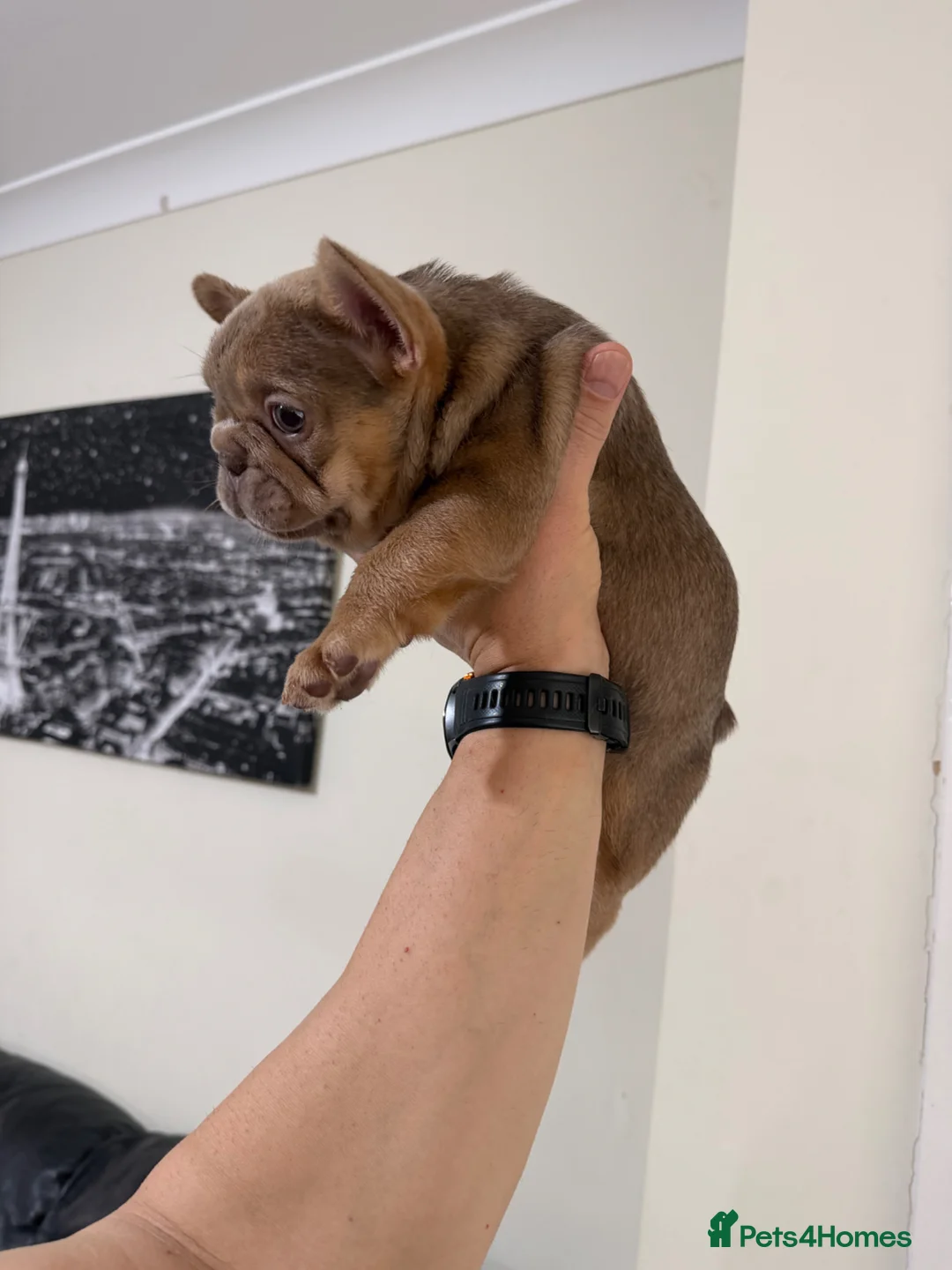 French Bulldog dogs for sale: New Shade Isabella  Puppies/Last boy - Advert 2