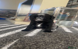 Pug dogs for sale: 2 male black pugs - Image 4