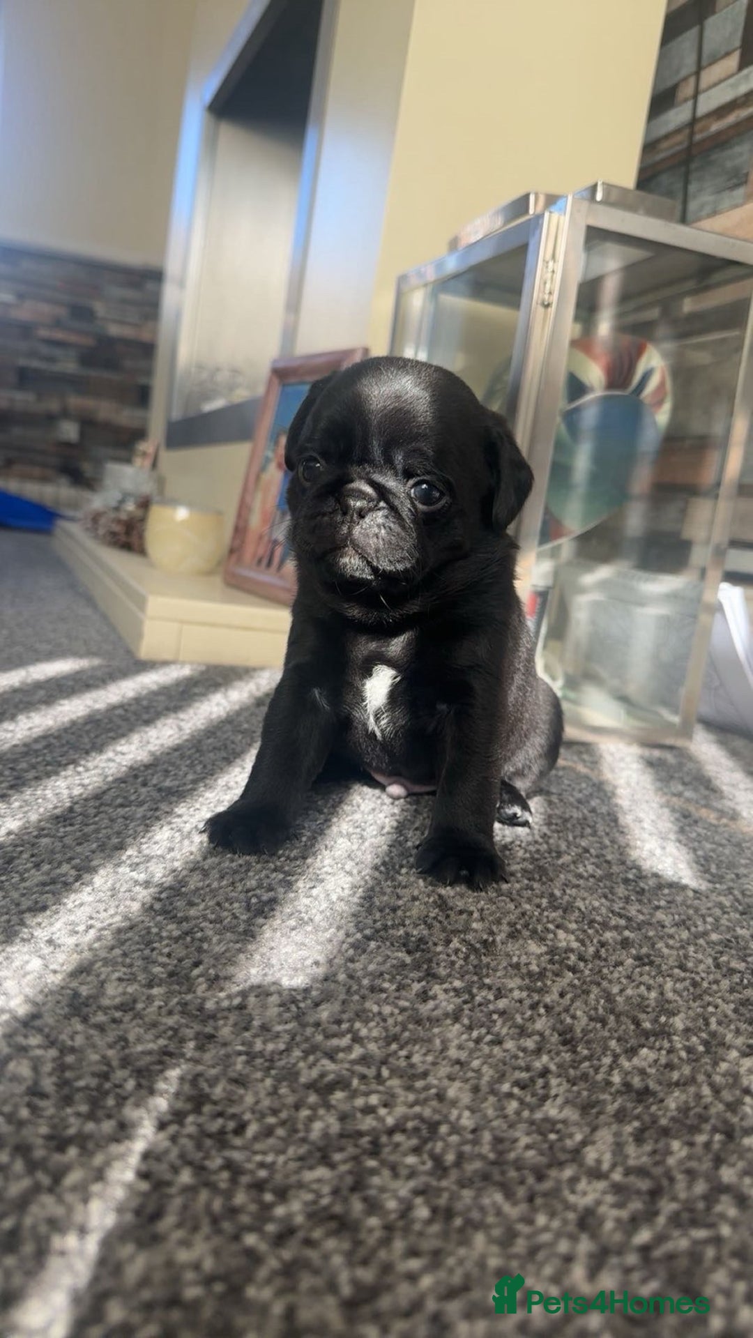 Pug dogs for sale: 2 male black pugs - Image 4