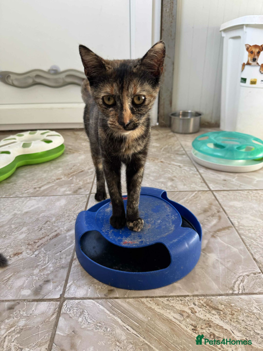 Mixed Breed cats for adoption: Bonnie - Brandon Suffolk  - Image 1