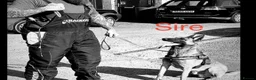 Belgian Shepherd Dog dogs for sale: Belgian shepherd puppies  in Norwich - Advert 16