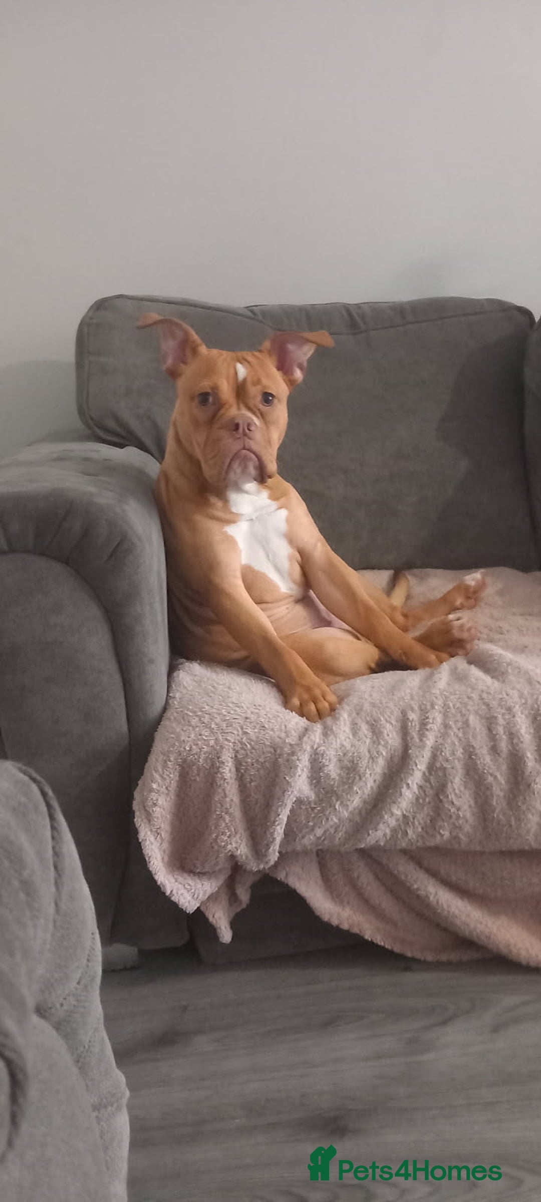 Old Tyme Bulldog dogs for sale: Old Tyme English Bulldog - Image 1