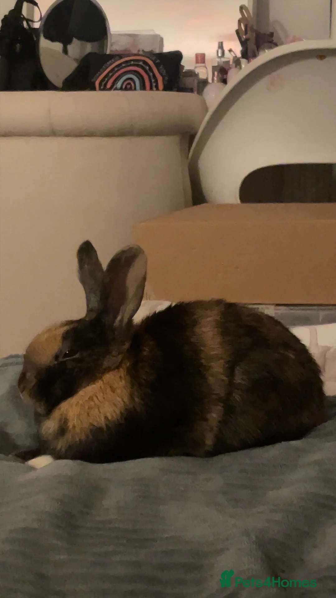 Mixed Breed rabbits for sale: Sweet young male rabbit- experienced owners only - Advert 4