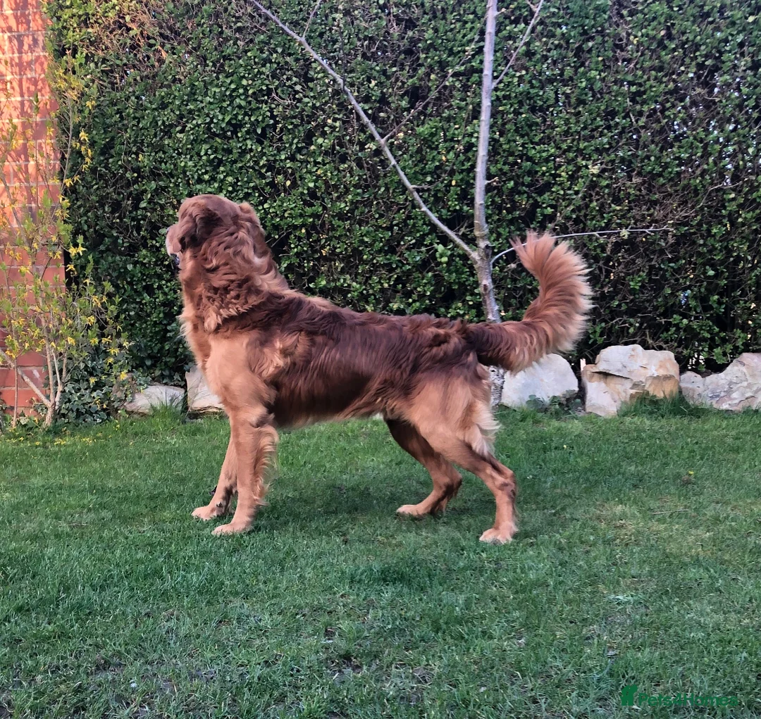 Golden Retriever dogs for stud: Castori Spirit Golden Retriever Stud 100% DNA Test in Barnsley - Advert 7