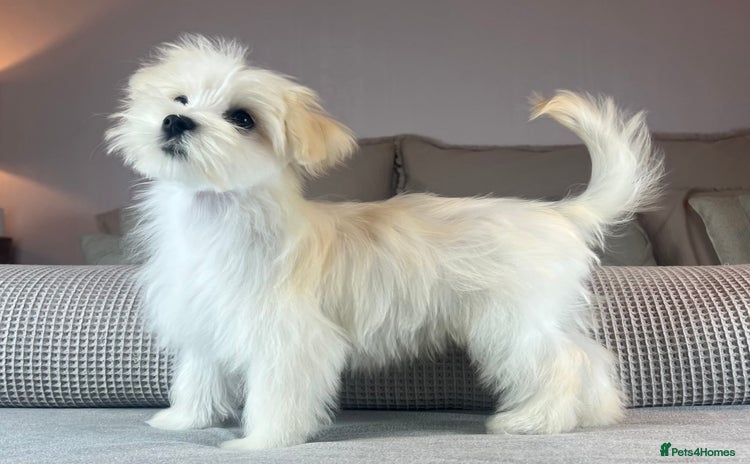 Maltese dogs - Advert 14