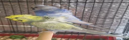 Budgerigars birds for sale: Beautiful pair of helicopter budgies  - Advert 5