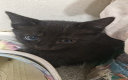 Mixed Breed cats for sale: Lovely mixed breed kittens  - Image 10
