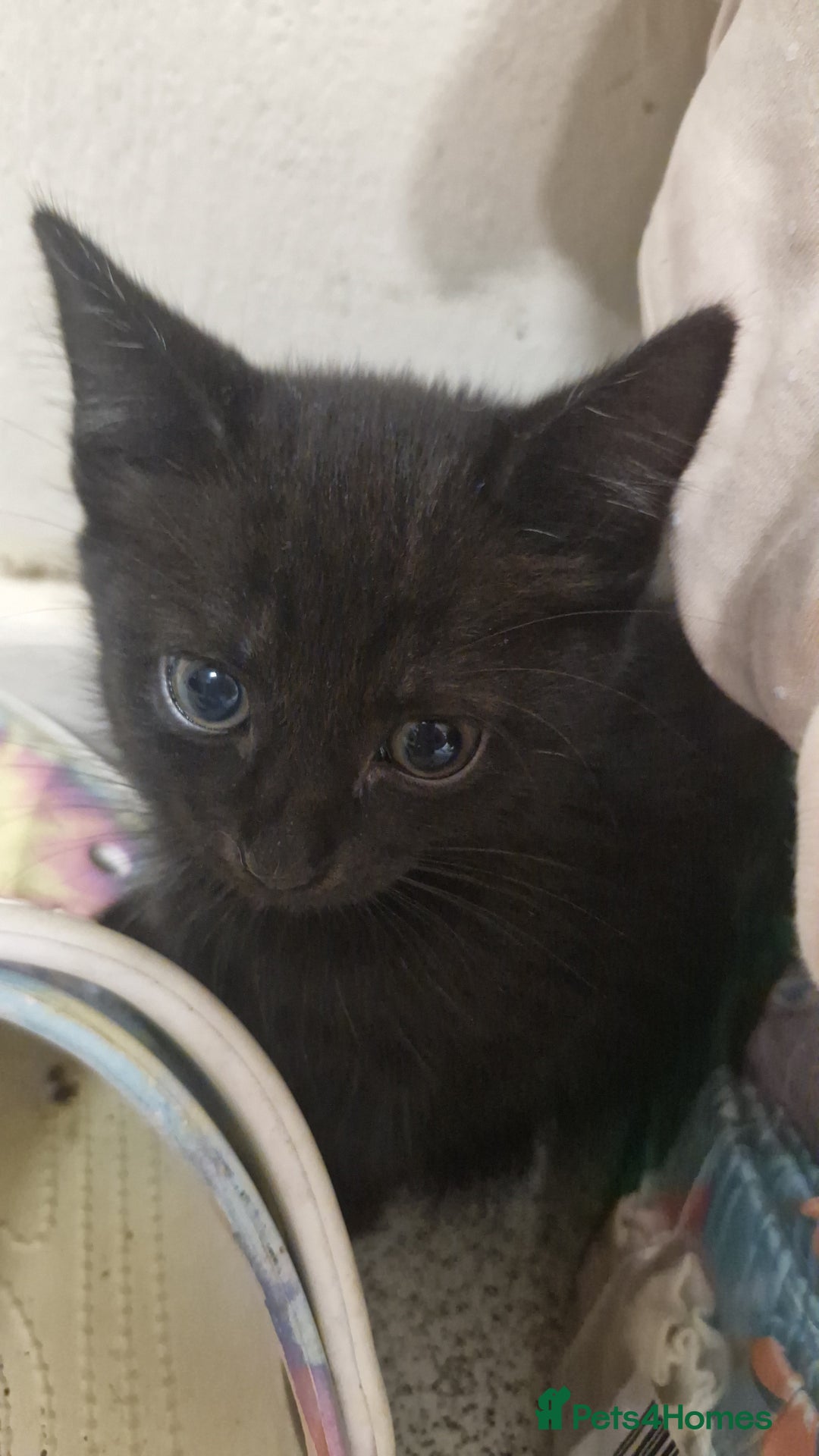 Mixed Breed cats for sale: Lovely mixed breed kittens  - Image 10