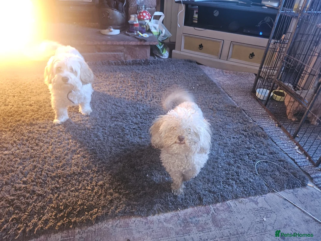 Cavapoo dogs for sale: Stunning miniature cavapoo - Advert 2