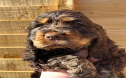 Cocker Spaniel dogs for sale: Show cocker spaniel pups health tested - Image 3