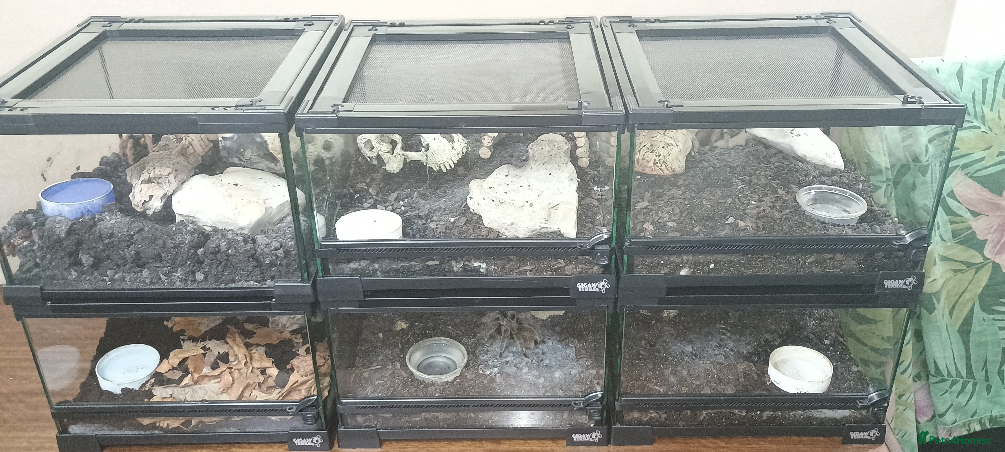 Tarantulas invertebrates Tarantulas with enclosures  - Advert 1