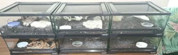 Tarantulas invertebrates for sale: Tarantulas with enclosures  - Advert 1