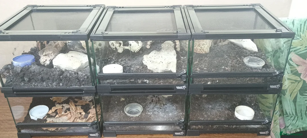 Tarantulas invertebrates for sale: Tarantulas with enclosures  - Advert 1