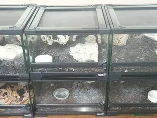 Tarantulas invertebrates Tarantulas with enclosures - Advert 1