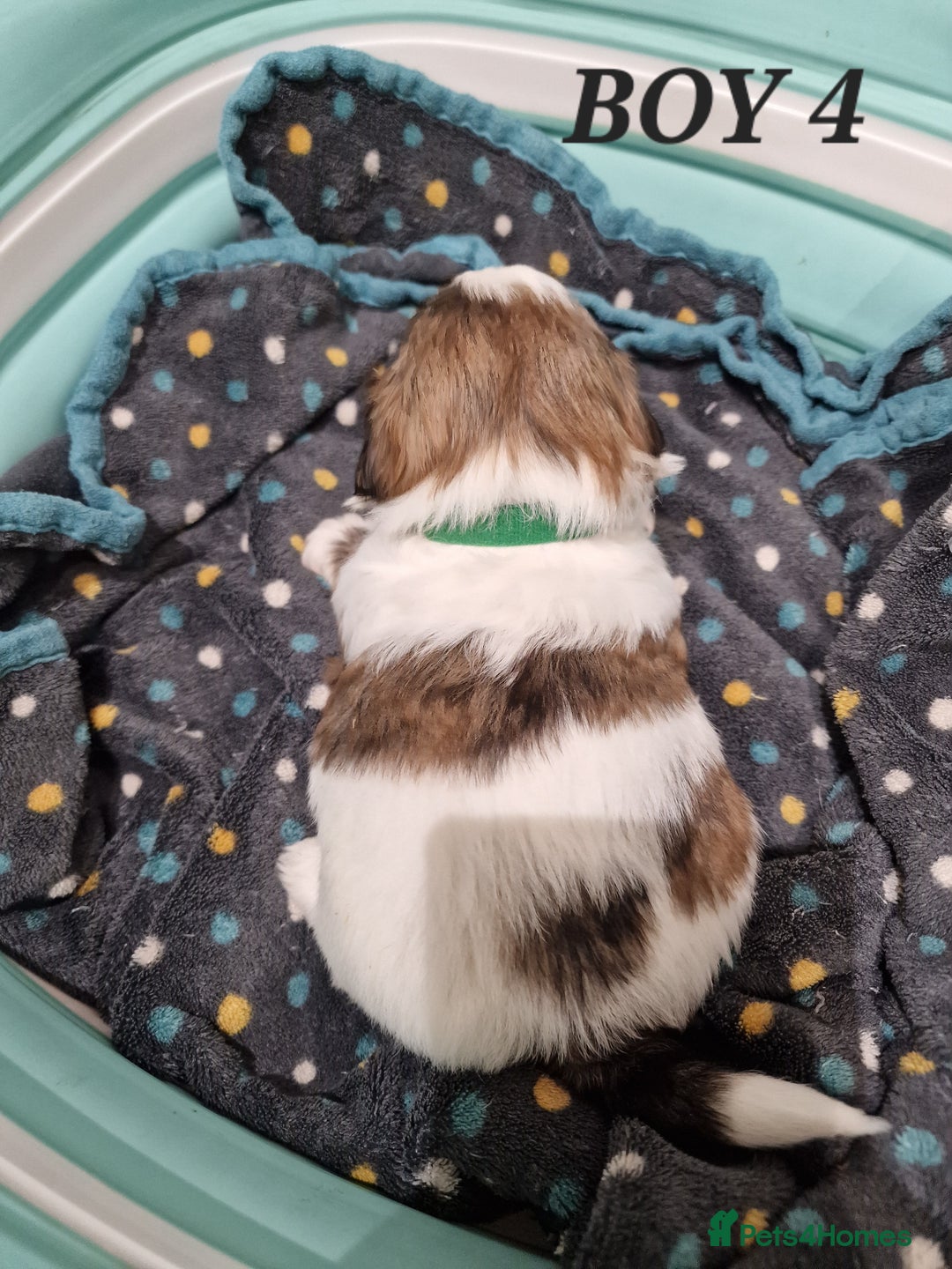 Shih Tzu dogs for sale:  2 lovely girls Shih Tzu Puppies!  - Advert 10