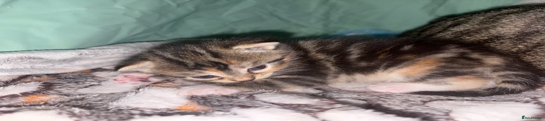 British Longhair Kitten 1