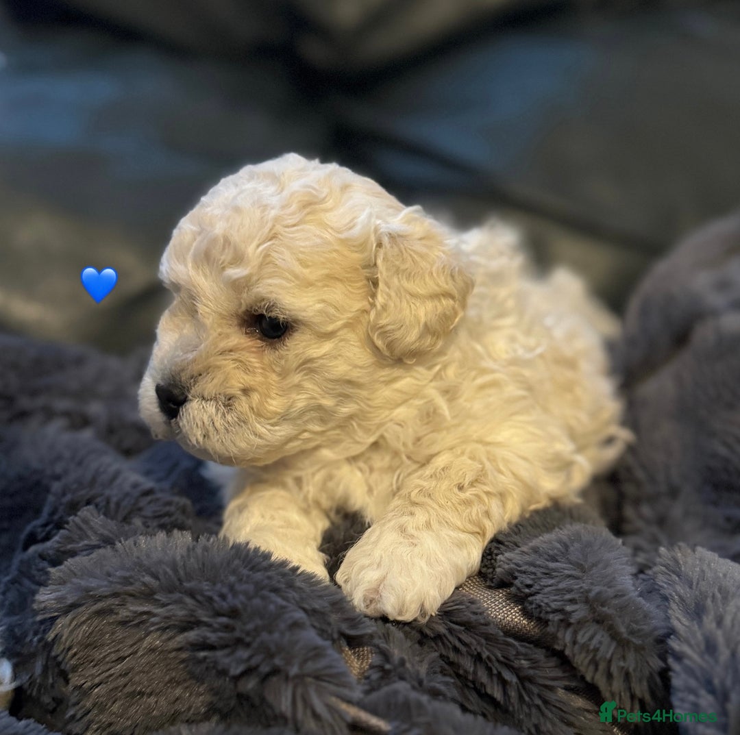 Bichon Frise dogs for sale: Bichon Frise Puppies  - Advert 12