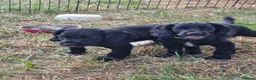 Sprocker dogs for sale: Sprocker Boys - Advert 11