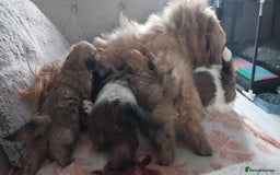 Shih Tzu dogs for sale: 2 female Shih Tzu puppies  - Image 7