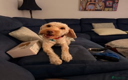 Cockapoo dogs for sale: Hypoallergenic boy cockapoo fully trained  - Image 3