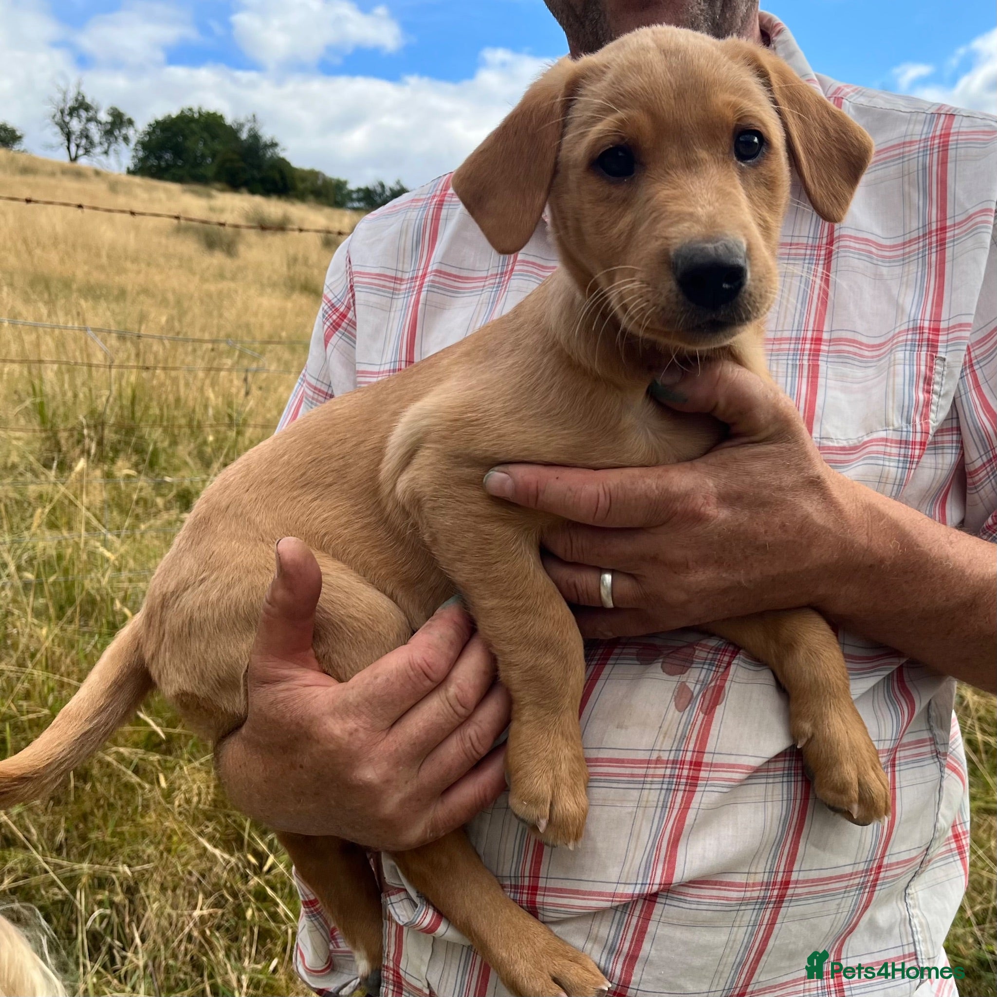 Labrador Retriever dogs Gorgeous fox red Labrador female puppies - Advert 1
