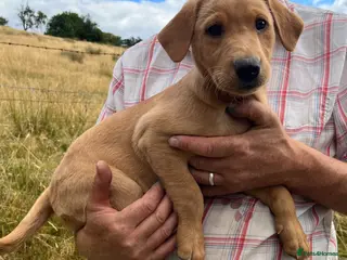 Labrador Retriever dogs Gorgeous fox red Labrador female puppies - Advert 1
