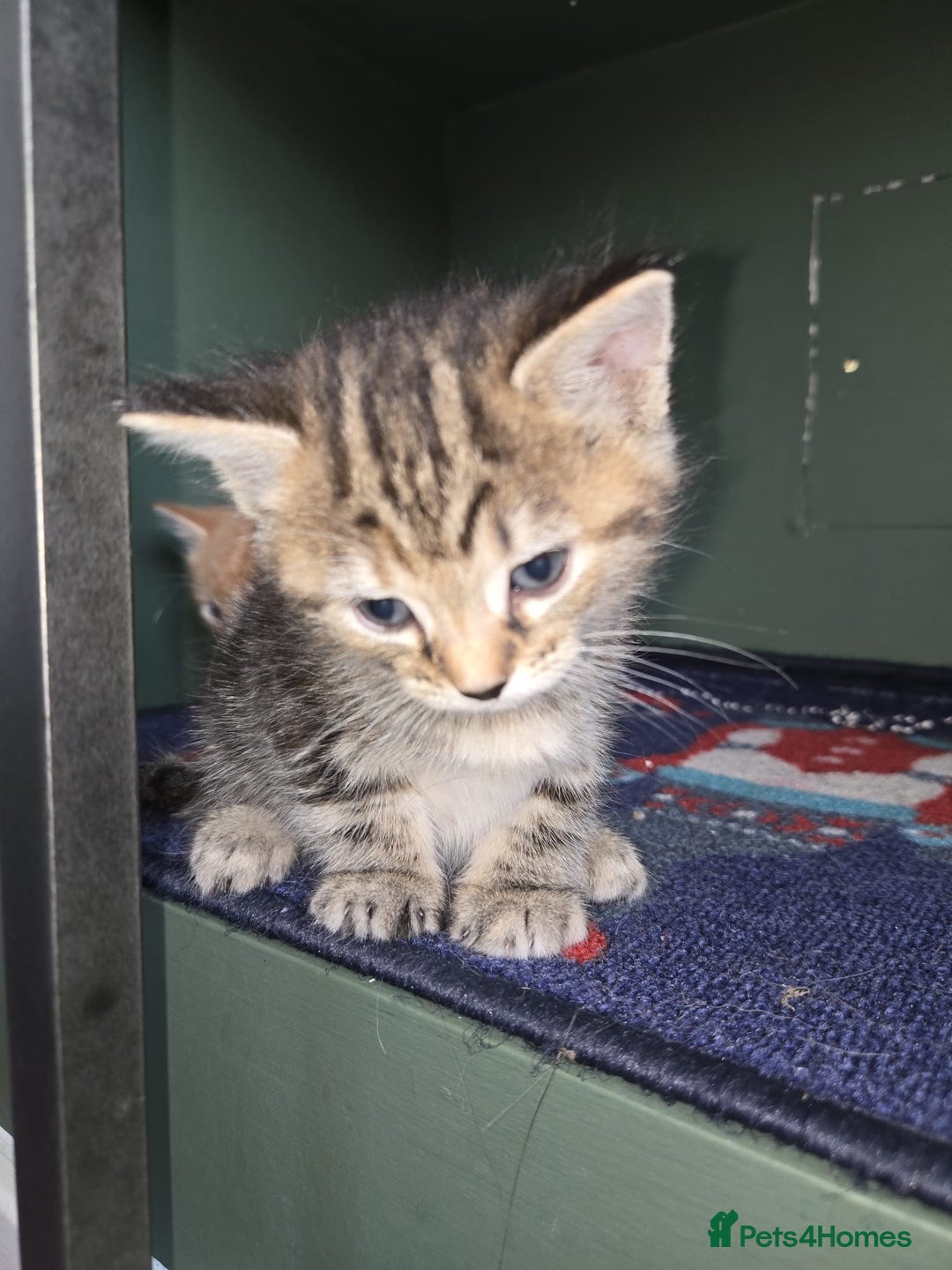 Ragdoll cats for sale: Ragdoll bengal mix  - Image 2
