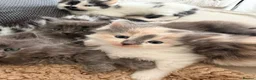 Mixed Breed cats for sale: Long haired kittens  - Advert 9