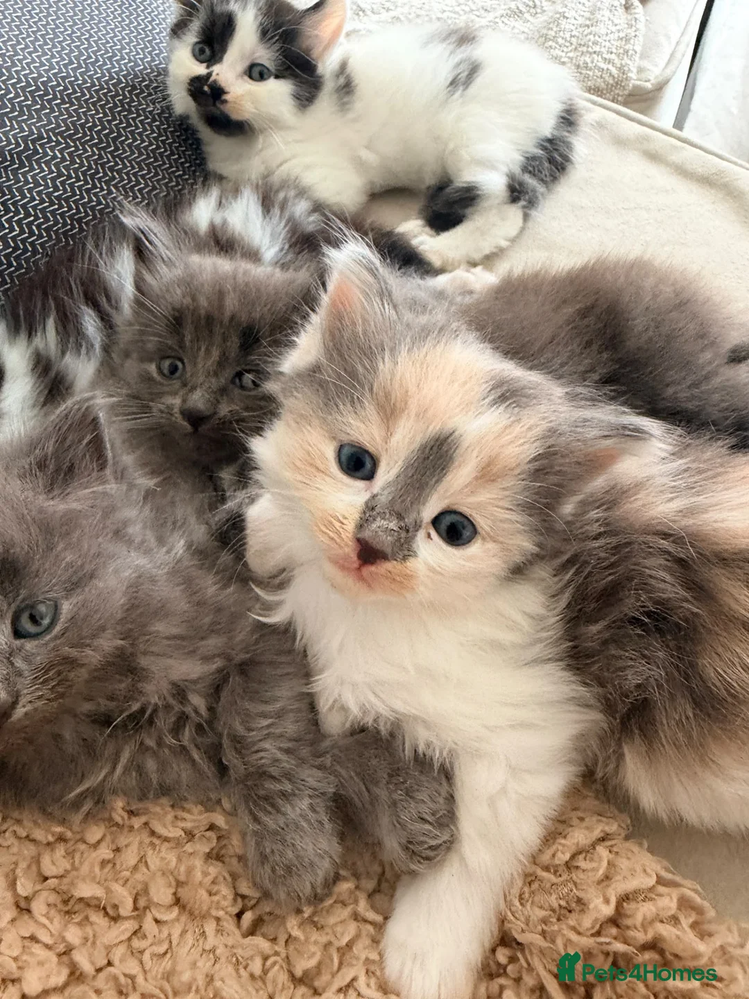 Mixed Breed cats for sale: Long haired kittens  - Advert 9