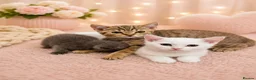British Shorthair cats for sale: 🐾 🥰 British Shorthair Kittens 🥰🐾 - Advert 3