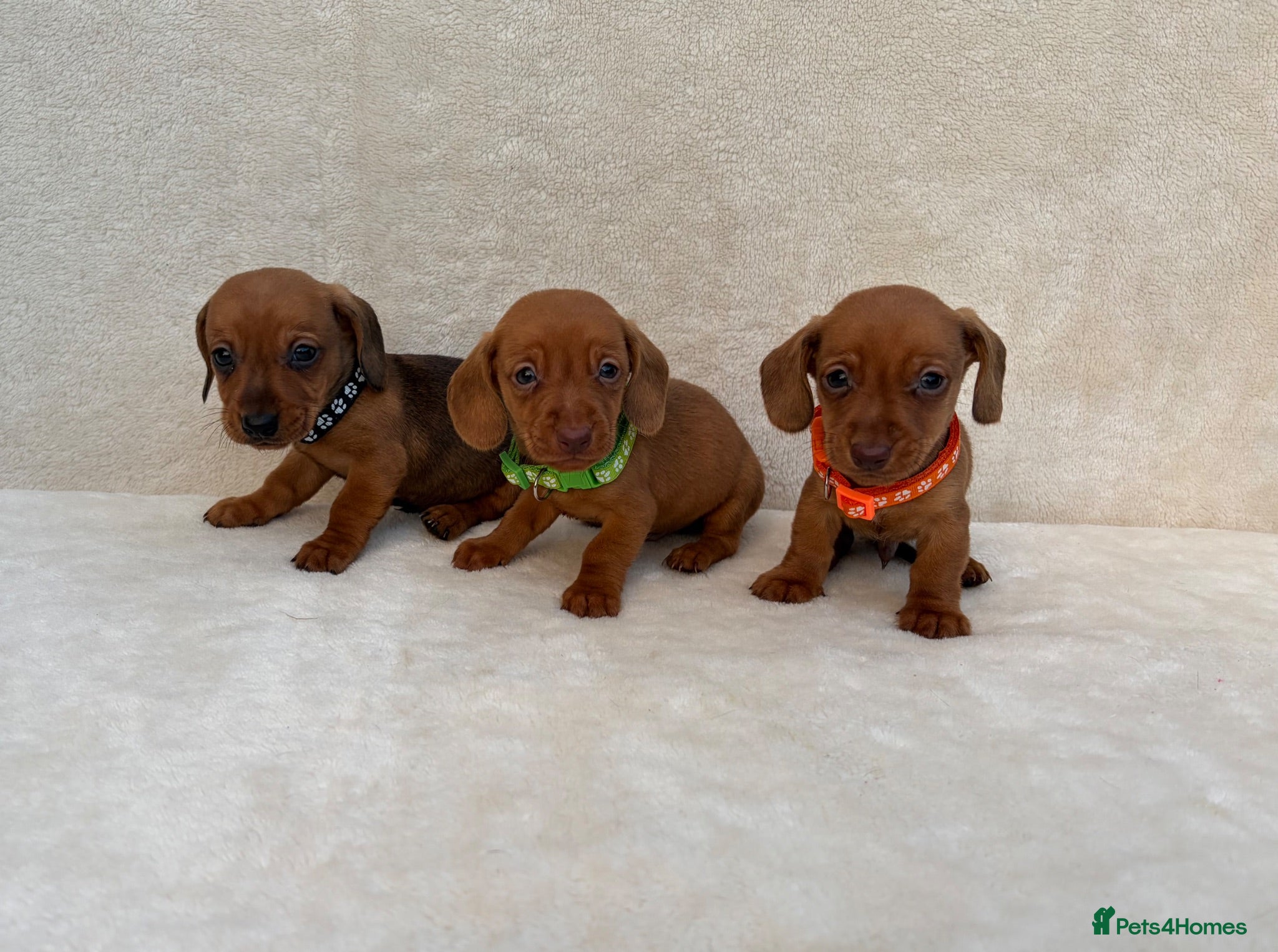 Miniature Dachshund dogs Dachshund puppies 3 boys 3 girls  - Advert 1