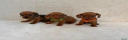 Miniature Dachshund dogs for sale: Dachshund puppies 3 boys 3 girls KC registered - Advert 15