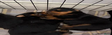 Rottweiler Puppy 3