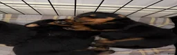 Rottweiler dogs for sale: Rottweiler puppies  - Advert 2