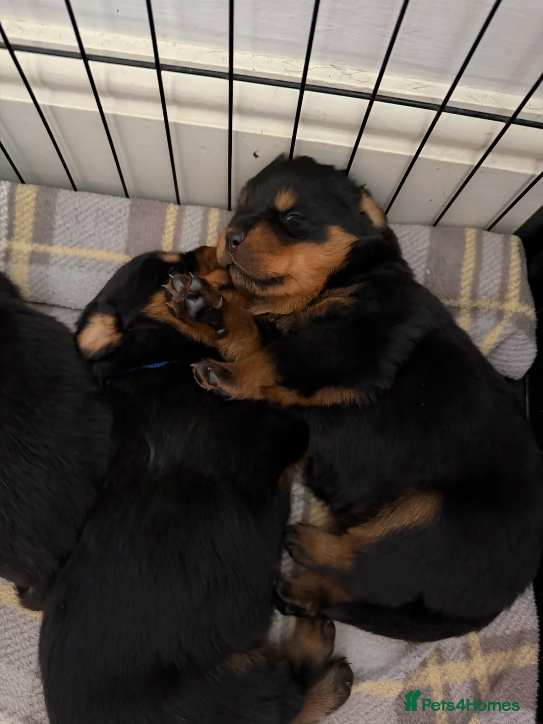 Rottweiler dogs for sale: Rottweiler puppies  - Advert 2