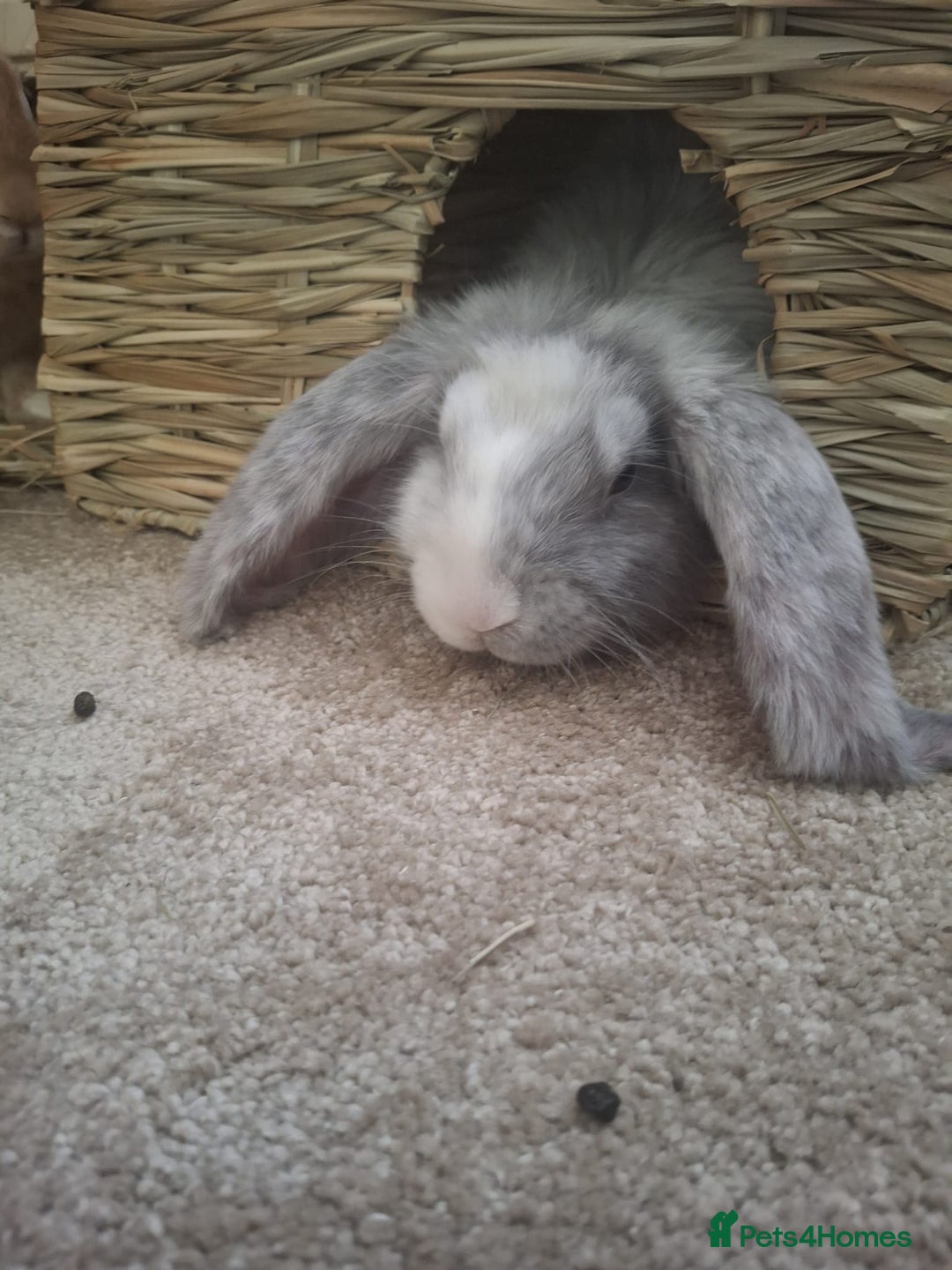 English rabbits for sale: Two male bonded rabbits - Image 4