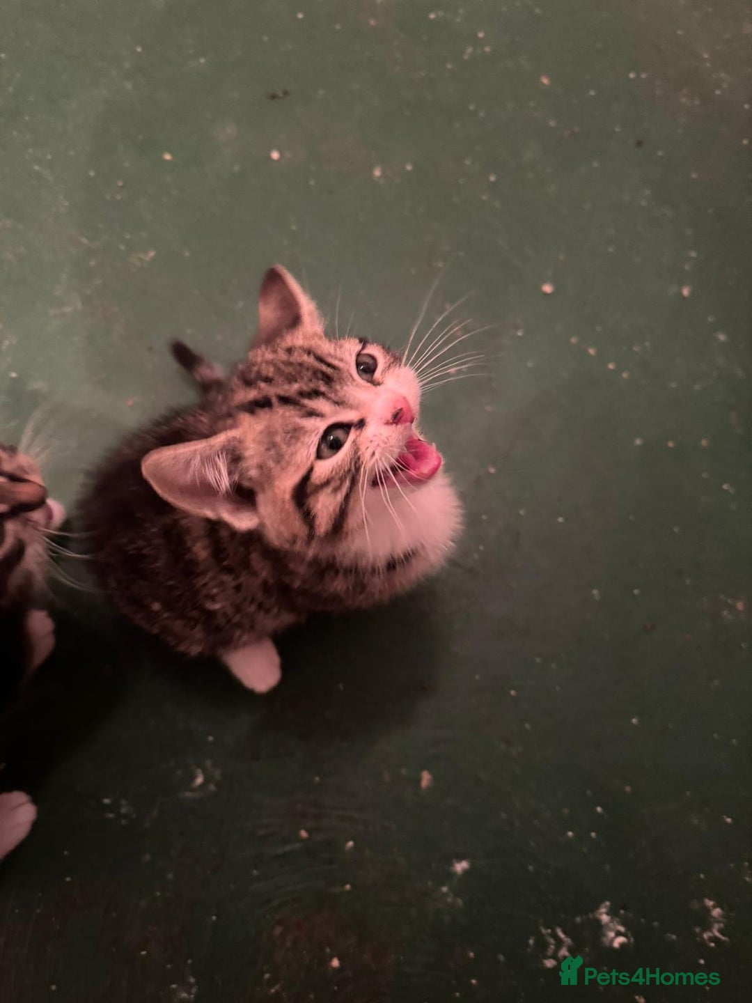 Mixed Breed cats for sale: 5 Little Furballs Looking For Loving Homes😻😻 - Advert 13